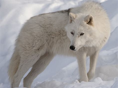 🔥 [66+] Arctic Wolf Wallpapers | WallpaperSafari