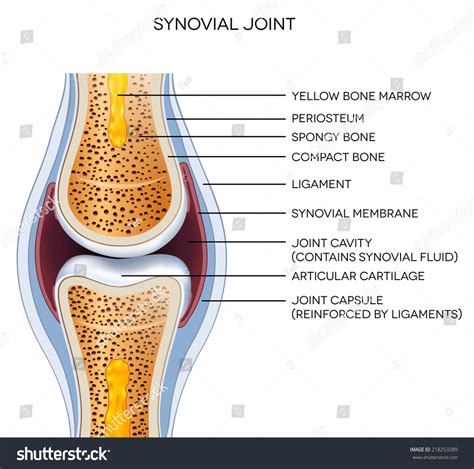 743 Knee Fluid Images, Stock Photos & Vectors | Shutterstock