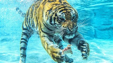 World Wildlife Day: Dreamworld tiger Adira loves swimming | The Courier-Mail