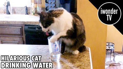 Funny Cat Drinking Water - YouTube