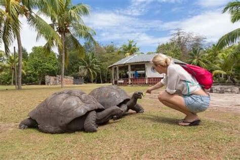 Island Gigantism and Dwarfism: What Are They? - My Animals