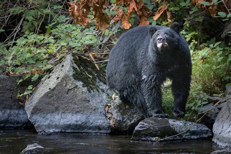 Wildlife in Campbell River, BC — Jack Nichols Photography