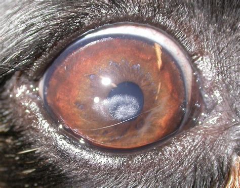 A cloudy view? | Veterinary ophthalmology