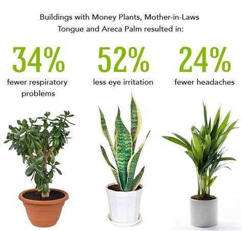 Air Purifying Plants - Office Plants