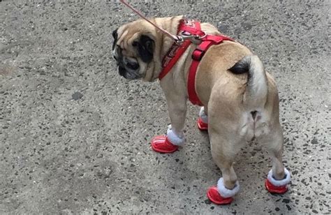 19 Dogs Wearing (and Hating) Shoes | BeChewy