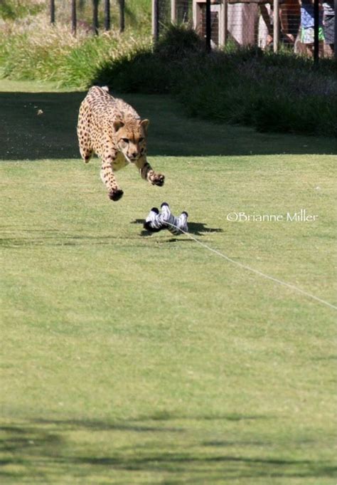 San Diego Safari Park Cheetah Run San Diego Zoo Safari Park, Cheetah ...