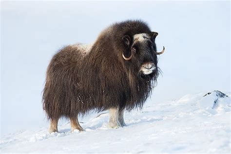 Top 183+ Antarctic tundra animals - Merkantilaklubben.org