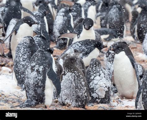 Adelie penguins (Pygoscelis adeliae), breeding colony in a snowstorm at Brown Bluff, Antarctic ...