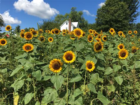 Sunflowers | Sunflower garden, Beautiful flower arrangements, Garden