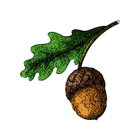 acorn nut green leaf sketch hand drawn vector 25441911 Vector Art at ...