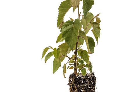 Silver Birch | Medium Tree Seedling – The Jonsteen Company