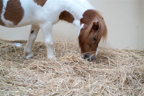 Mini Horse Farm Near Me Search for Property - HorseKY