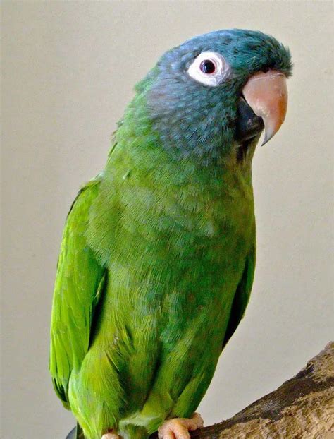 Blue-crowned Conure Care Sheet | Birds Coo