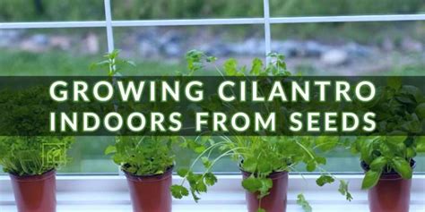 Growing Cilantro Indoors from Seeds | Indoor Gardening