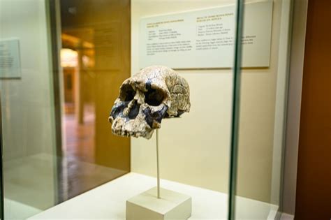 The New Olduvai Gorge Museum – Ngorongoro Conservation Area Authority ...