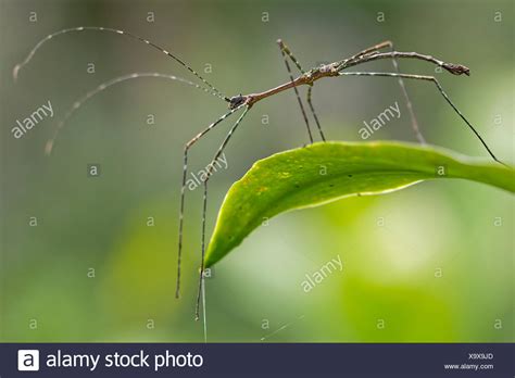 Phasmatidae Stock Photos & Phasmatidae Stock Images - Alamy