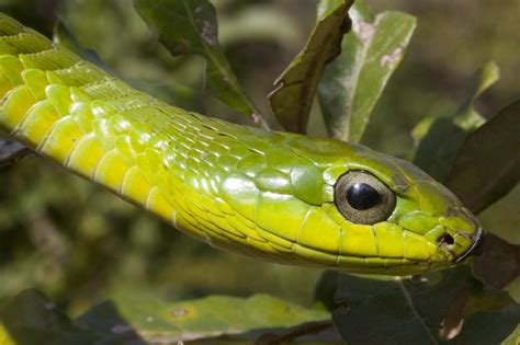 BoomSlang or Tree Snake - Hluhluwe Game Reserve