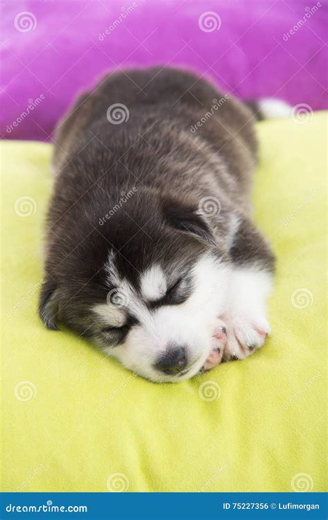 Cute Siberian Husky Puppy Sleeping Stock Photo - Image of canine ...