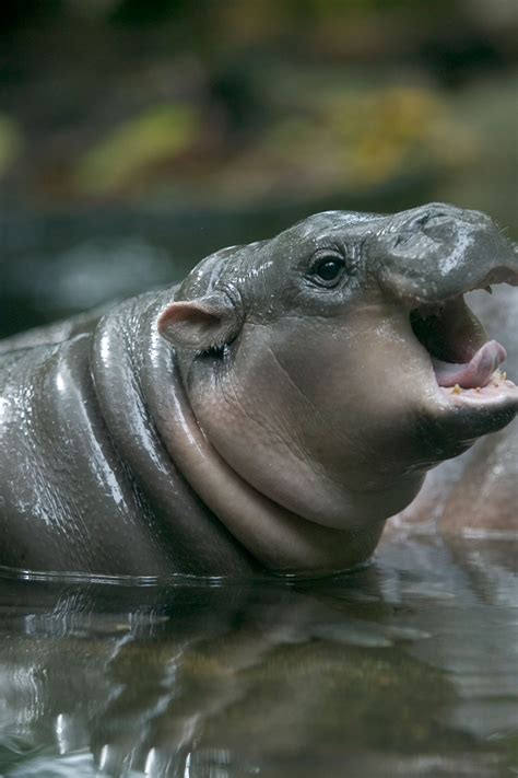 Baby Pygmy Hippo For Sale - alpinemoms