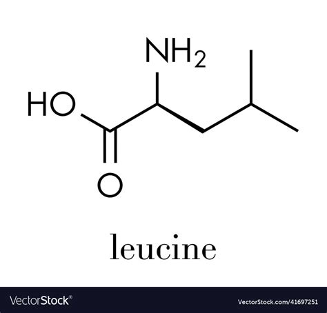 Leucine l-leucine leu l amino acid molecule Vector Image