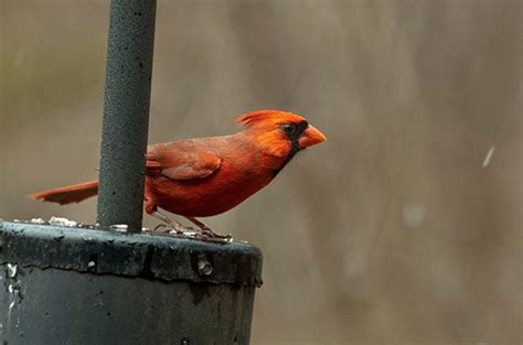 Bird Feeding Tips: Feeder Placement | Birds & Blooms