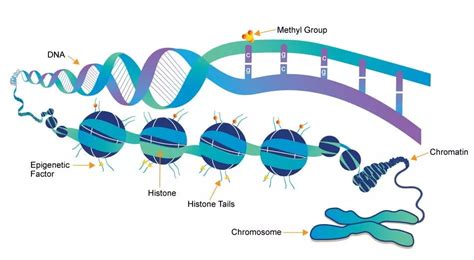 哪些组蛋白修饰可遗传？-搜狐大视野-搜狐新闻