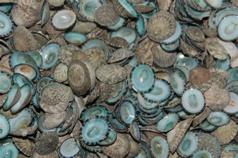 50 Quality Hand Picked Green Limpet Shells | eBay (With images ...