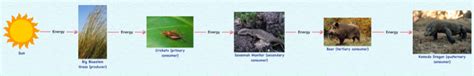 Food Chain - Komodo Dragon Conservation