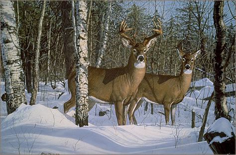 whitetail deer in snow - painting by Bruce Miller #whitetaildeerinsnow | Deer painting, Deer ...