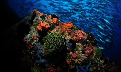 Tubbataha Reef, Palawan | Natural wonders, Nature, Philippines destinations