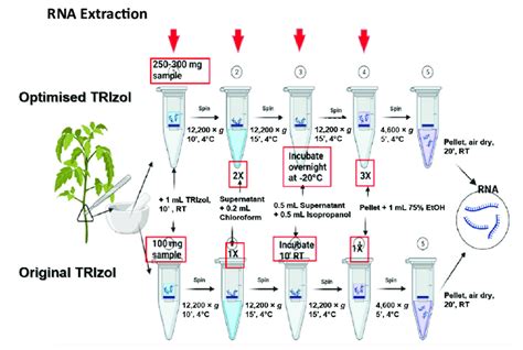 Workflow of RNA extraction using TRIzol reagent: Original protocol ...