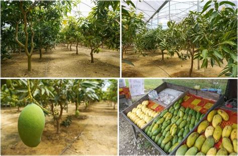 Mango trees cultivation under greenhouses conditions - Horti Generation