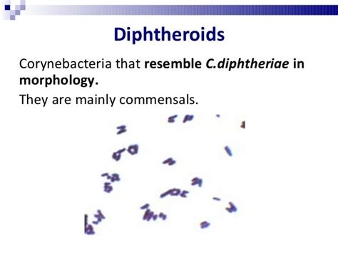 Diphtheria - Prac. Microbiology