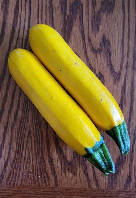 Yellow Zucchini - Bibb Forest Farm- Regenerative, organically grown ...