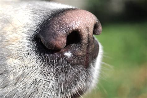 Dog stuffy nose: causes and treatment