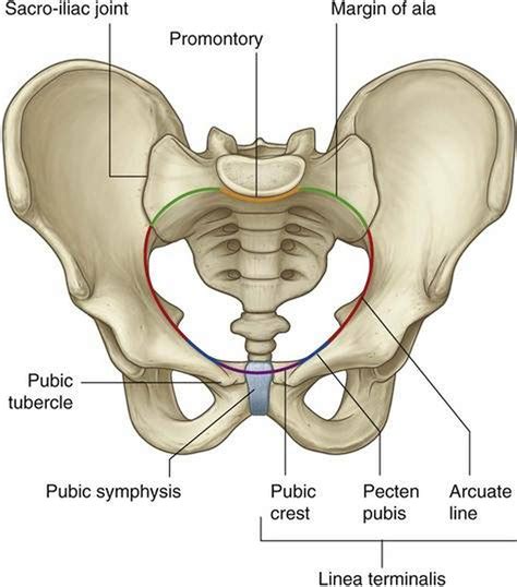 Pictures Of Cavity Of The Lesser Pelvis