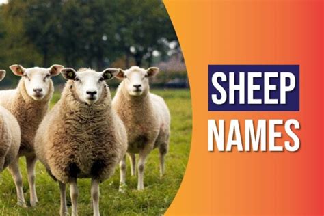 550+ Sheep Names: Cute, Funny, Celebrity Inspired & More - South Slope News