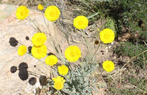 Desert Plants in Arizona | Arizona State Parks