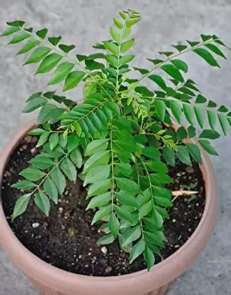 CURRY LEAF TREE (MURRAYA KOENIGII) - Kerala Naturals