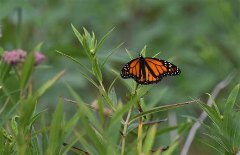 wallpaper monarch butterfly, monarch, butterfly, plant, leaves, macro ...