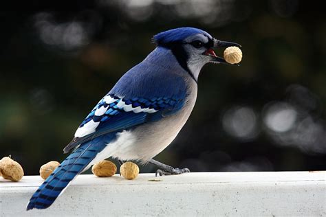 Blue Jay | Enticed to the deck of my uncle's house by peanut… | Flickr