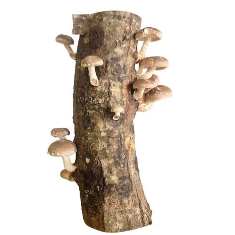 12 in. Shiitake Mushroom Log 12Shiitake - The Home Depot