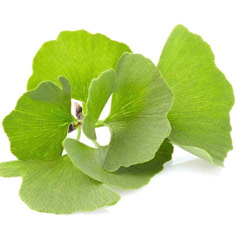 Ginkgo Biloba Leaf Whole - Ginkgo Biloba L.