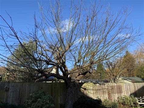 Old apple tree - pruning - TIDY GARDENS maintenance