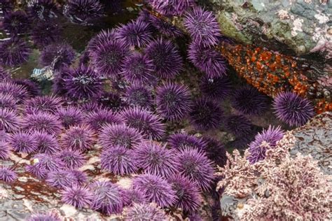 Three proposed solutions for California’s purple sea urchin crisis ...