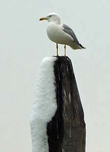 Snow in Venice - Venice Travel Blog