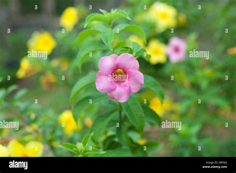 Allamanda flower hi-res stock photography and images - Alamy