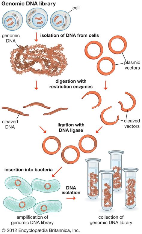 Recombinant DNA - Cloning, Genes, DNA | Britannica