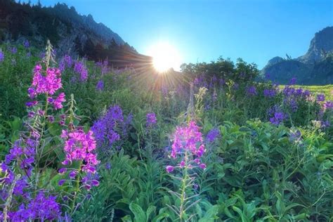 Wildflowers in Washington State: Complete Guide for 2024 - Wander Healthy