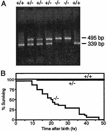 Genotype and survival of mice. (A) Genotype of mice determined by PCR ...